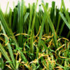 Diamond Light Fescue Turf Landscape 1