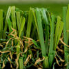 Everlast Pet Turf Landscape 3